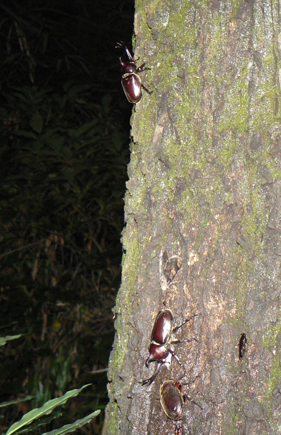 住宅横の飲み屋の一画にあるクヌギの大木カブトムシ2♂1♀_2021年7月7日21時15分 気温26度